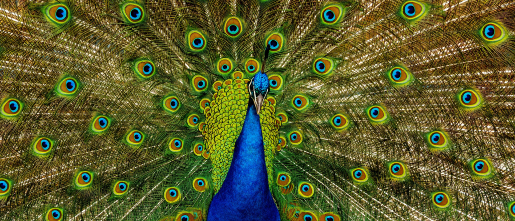 About Peacock Capital Fund banner